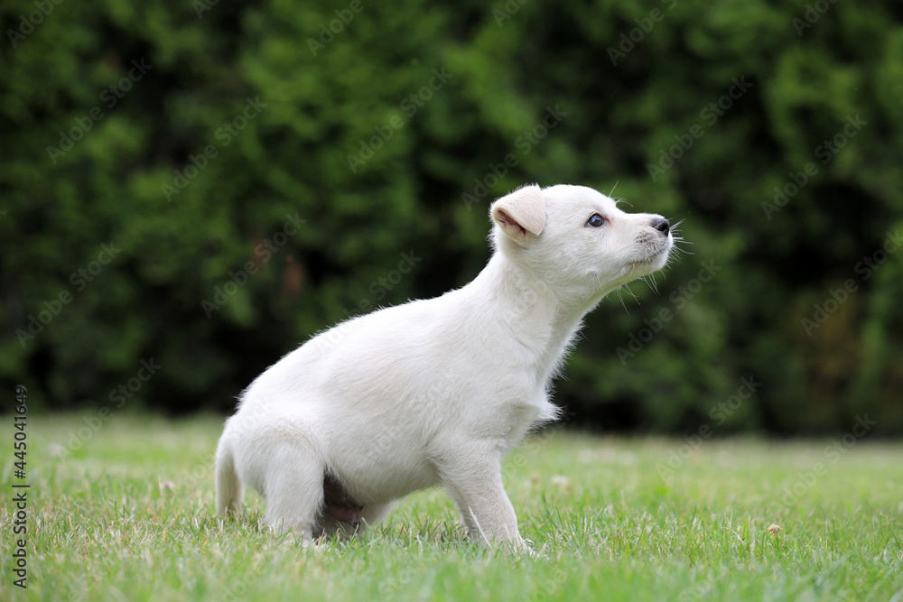 Obraz premium Beautiful puppy Lablador poses for photos 