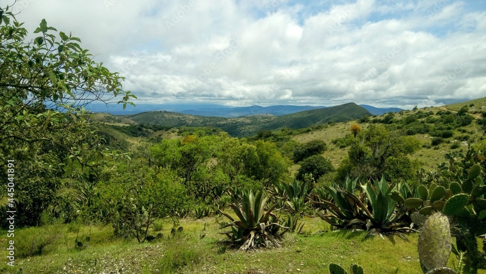 paisajes con chaparrales enverdecido 