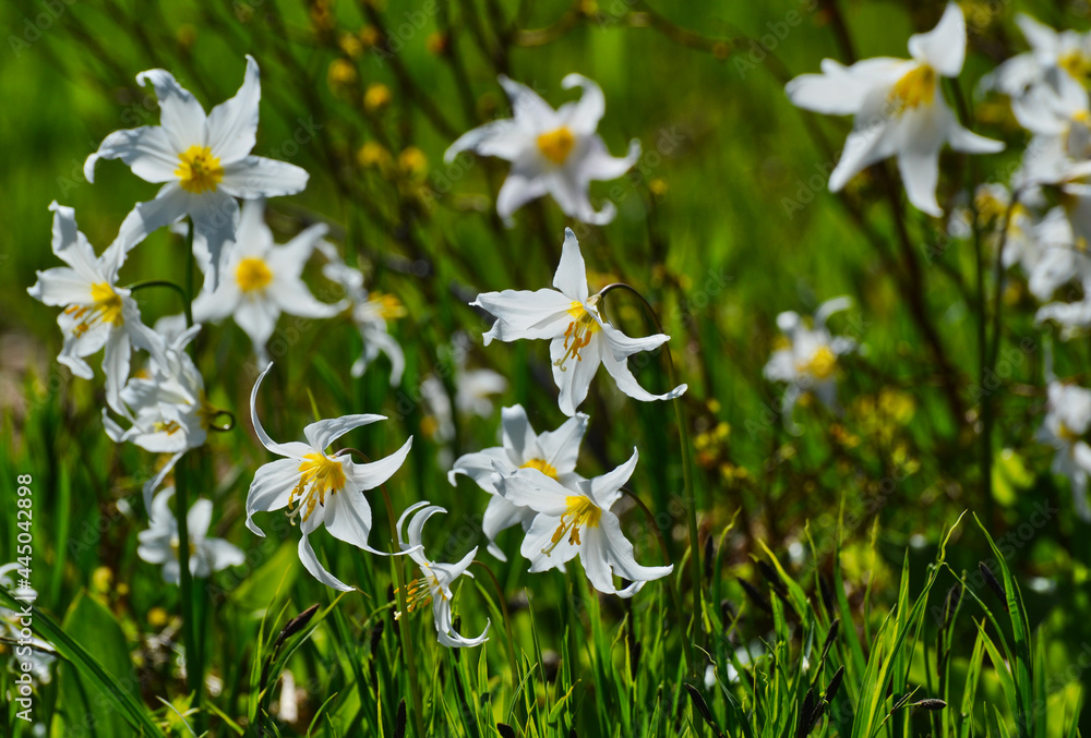 Native Avalanche Lilies in Mount Baker National Park in Washington State