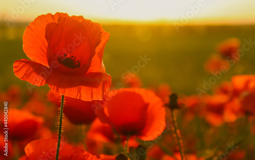 Field poppies against the setting sun 