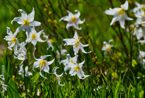 Native Avalanche Lilies in Mount Baker National Park in Washington State photo