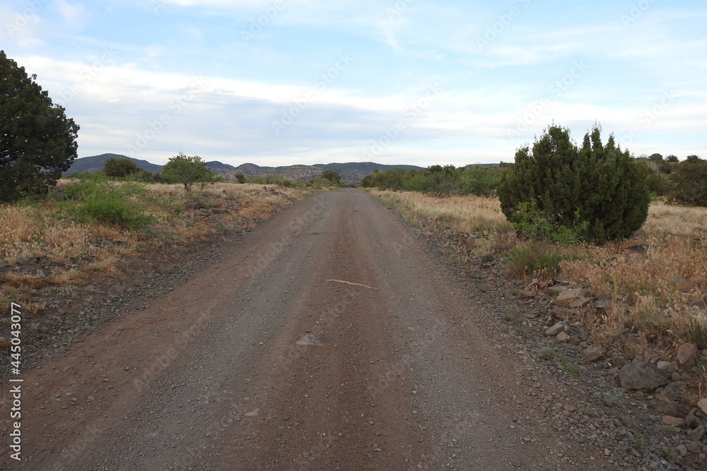 A western diamondback rattlesnake slithering across a scenic dirt road that travels along the Mogollon Rim, in the Coconino National Forest, Arizona. 