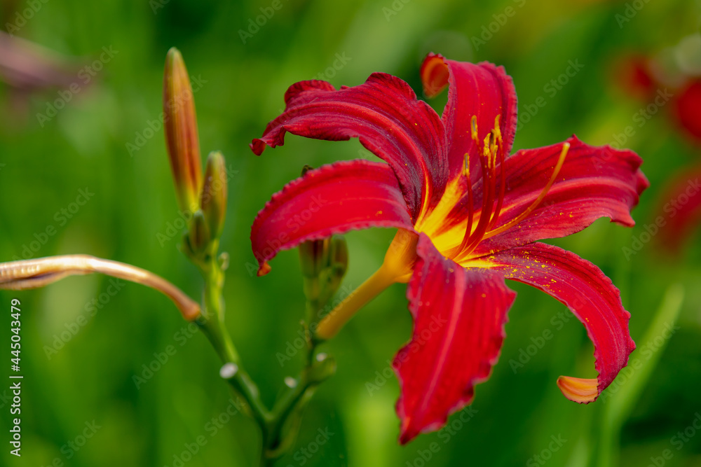 Selective focus of red flower Daylilies with green leaves, A daylily or day lily is a flowering plant in the genus Hemerocallis a member of the family Asphodelaceae, Nature floral background. Selective focus of red flower Daylilies with green leaves, A daylily or day lily is a flowering plant in the genus Hemerocallis a member of the family Asphodelaceae, Nature floral background.