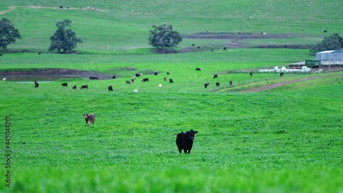 Angus and Murray grey cows, eating long green grass in Australia. photo