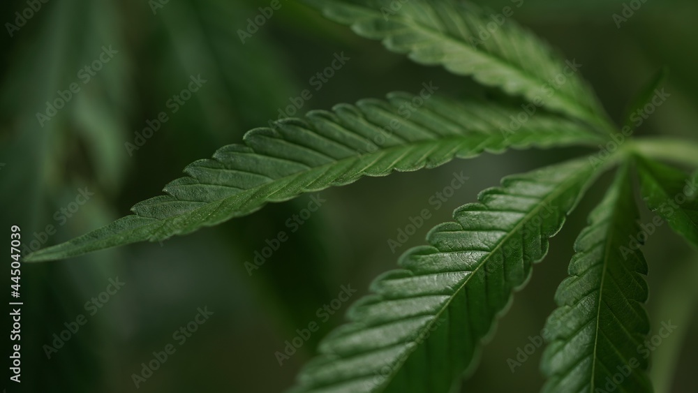 Macro photo of green leaves of cannabis,hemp on dark background.Close-up leaves of marijuana.Growing organic medicinal cannabis.Production of oil,cosmetics and textiles from hemp.Natural background. Macro photo of green leaves of cannabis,hemp on dark background.Close-up leaves of marijuana.Growing organic medicinal cannabis.Production of oil,cosmetics and textiles from hemp.Natural background.
