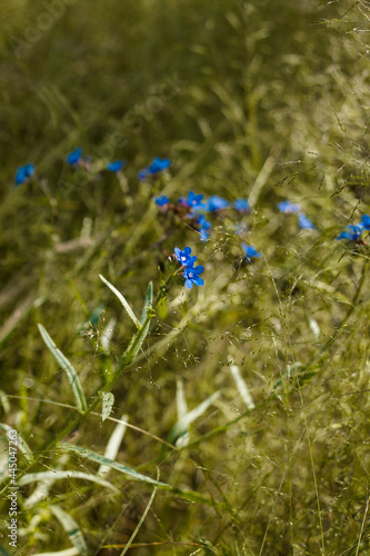 Small blue flowers on a background of dried weed grass