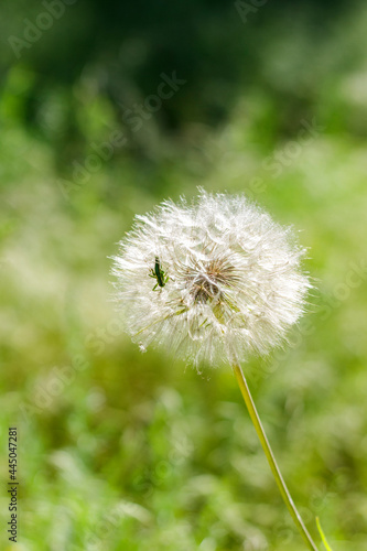 Fototapeta Naklejka Na Ścianę i Meble -  Fluffy dandelion and beetle on a background of grass in a pine forest