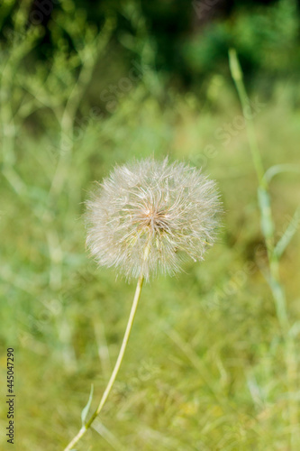 Fluffy dandelion on a background of grass in a pine forest