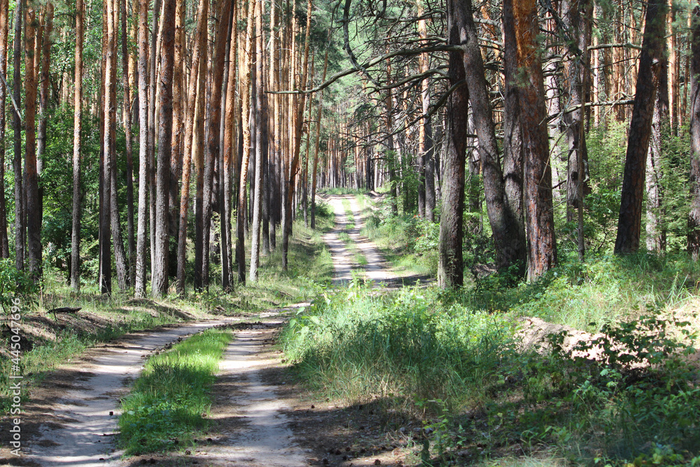 Obraz premium pine forest in summer