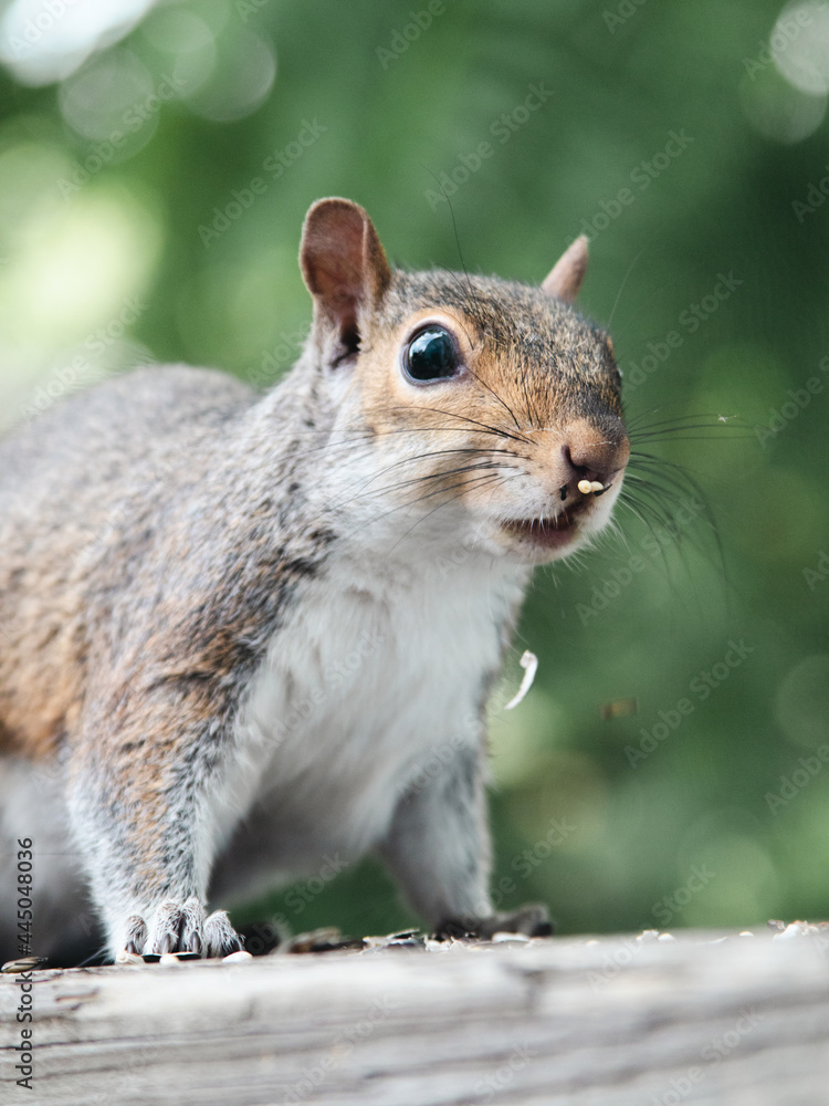 Squirrel close up Squirrel close up