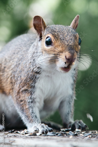 Squirrel close up © AlisaBryz