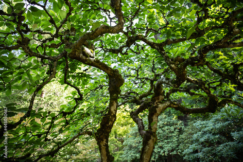 view of trees in the park, Seattle Japanese Garden, Madison Park