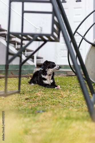 perro border collie cachorro macho