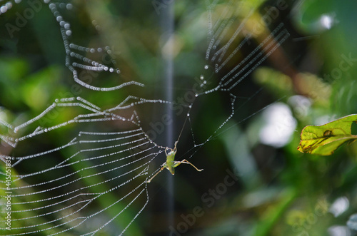 Foto de foco seletivo de uma teia de aranha com inseto preso  photo