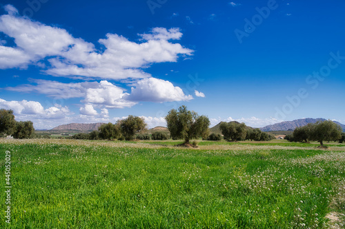 paisaje en olivar con cielos azule