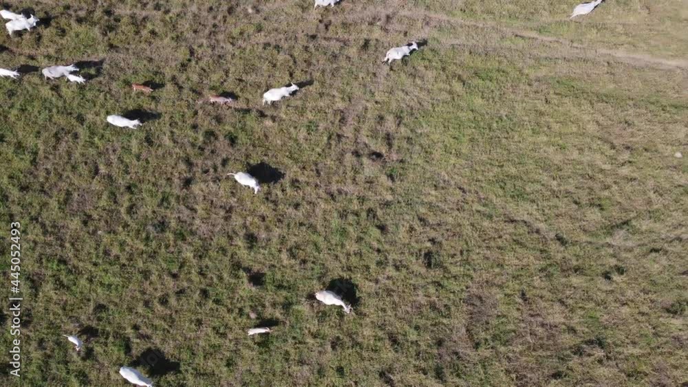 Aerial view of the herd of cows at green meadow. Drone photo of plein air of green field with herd of cows. Aerial view of the herd of cows at green meadow. Drone photo of plein air of green field with herd of cows.