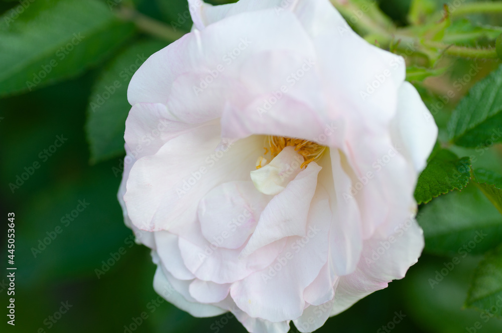 Branch of wild rose with white flowers and green leaves, growing outside in open air district garden close up, macro, floral background Branch of wild rose with white flowers and green leaves, growing outside in open air district garden close up, macro, floral background