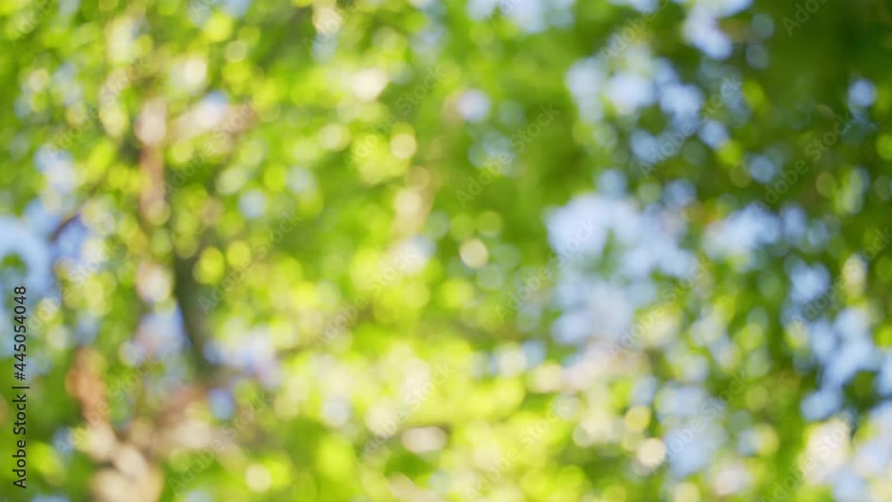 Sun shines through leaves. Beautiful sun shine through blowing on wind tree green leaves. Beautiful roundish bokeh. Sun shines through leaves. Beautiful sun shine through blowing on wind tree green leaves. Beautiful roundish bokeh.