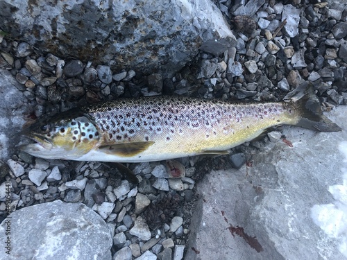 Wild brown trout caught in southern Alberta, Canada. Colorful trout fish laying on rocks. 