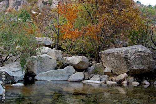 The trees in the mountain and river landscape