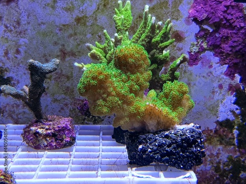 Green Stylophora SPS coral in reef aquarium tank - Pocilloporidae sp.  photo