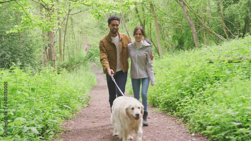 Dolly shot of focus pulled to young couple hugging walking along path through trees in countryside with pet golden retriever dog on leash - shot in slow motion Dolly shot of focus pulled to young couple hugging walking along path through trees in countryside with pet golden retriever dog on leash - shot in slow motion