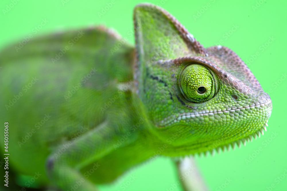 Fototapeta premium Chameleon close-up on a green screen. Soft light