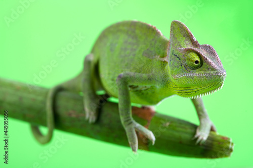 Chameleon close-up on a green screen. Soft light