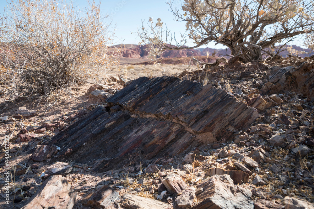 Buried petrified wood in the middle of a desert place