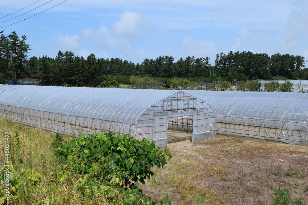 ビニールハウス 温室栽培