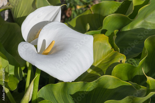 Photos calla lilies plant in bloom outdoors Zantedeschia aethiopica