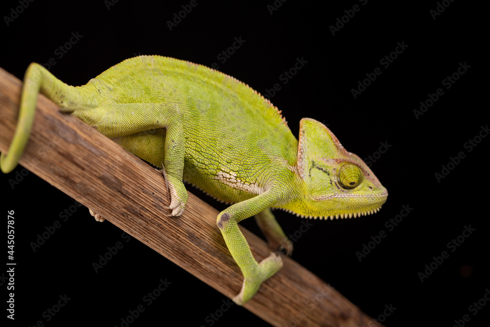 Fototapeta premium Chameleon close-up on a black background