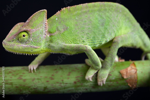 Chameleon close-up on a black background.