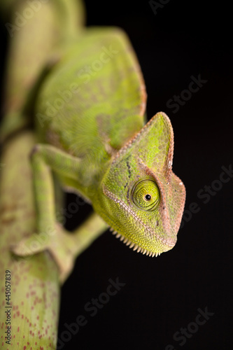 Chameleon close-up on a black background. Soft light
