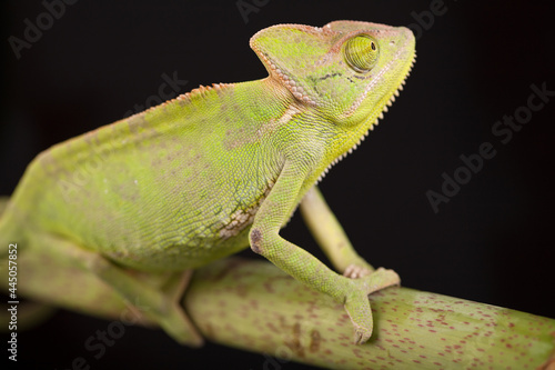 Chameleon close-up on a black background. Soft light
