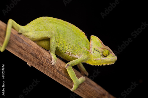 Chameleon close-up on a black background © Oliver