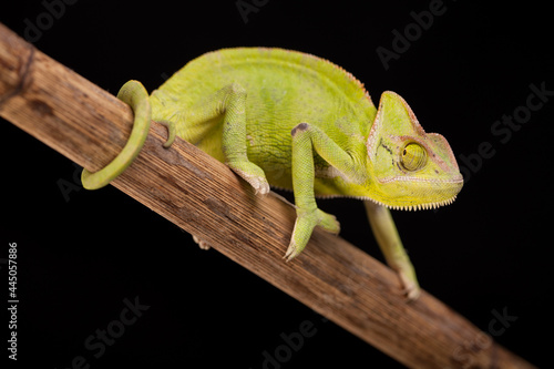 Chameleon close-up on a black background