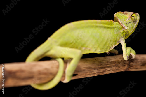 Chameleon close-up on a black background.