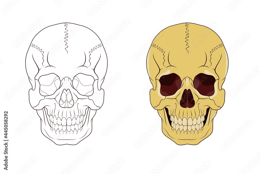 Tattoo illustration skull front vector drawing Tattoo illustration skull front vector drawing