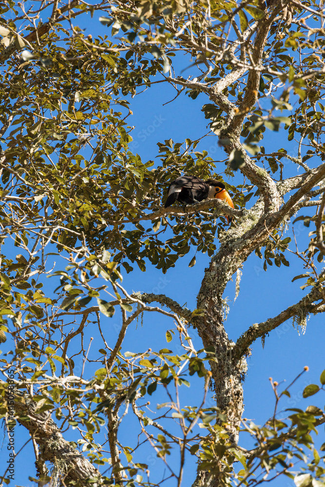 Free toucans in the wild. On top of the tree branches on a sunny day. Mountain region of Rio de Janeiro, Brazil.