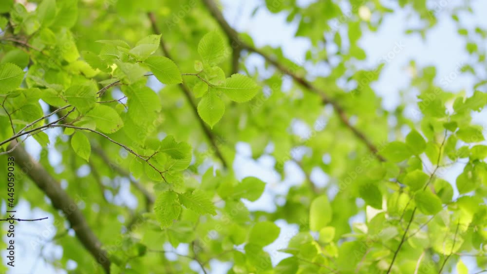 Elegant green background of backlit green leaves. Green leaves in park. Elegant green background of backlit green leaves. Green leaves in park.