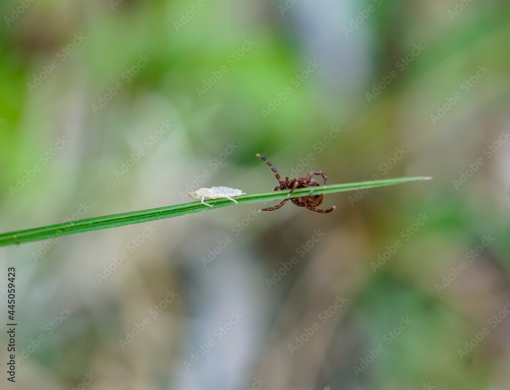Tick chasing aphid on blade of grass