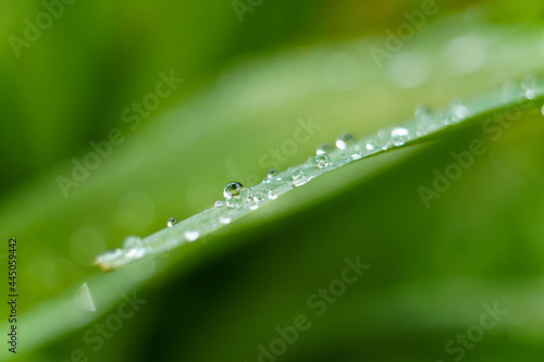 Beautiful rain droplets on a blade of grass