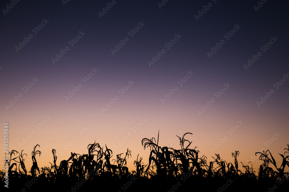 Sunset over the silhouette of a corn plantation in the interior of Goiás - sky in dregade from blue to orange