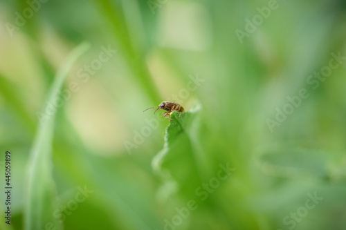 Macro beetle resting on a leaf © Christine Grindle