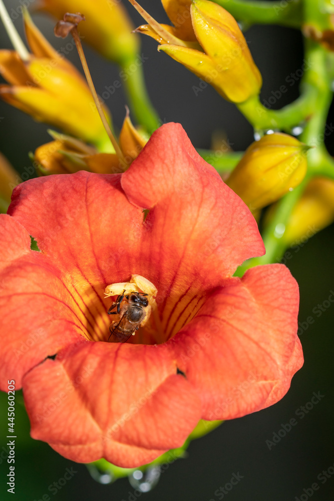 Honey bee collecting pollen from orange flower with water drop over sunlight of spring season. Honey bee collecting pollen from orange flower with water drop over sunlight of spring season.