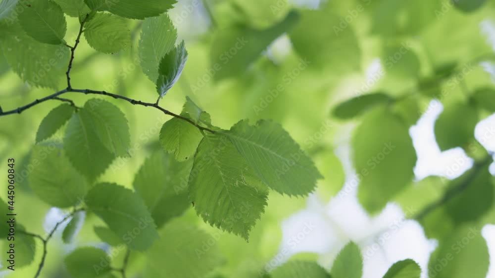 Sun shines through blowing on wind green leaves. Rich green leaves of a tree waving in wind. Sun shines through blowing on wind green leaves. Rich green leaves of a tree waving in wind.