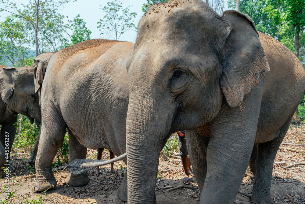 Fototapeta premium Asian Elephant in a nature river at deep forest, Thailand