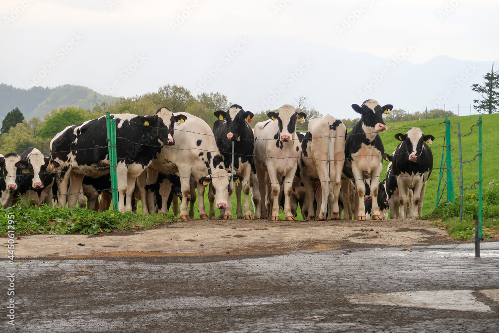 高原で放牧される乳牛