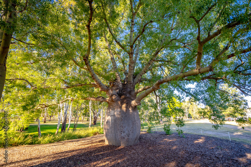 Roma's largest bottle tree, Queensland, Australia